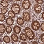 Merck Anti-ZNF480 antibody produced in rabbit