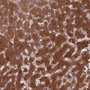 Merck Anti-BCL2L10 antibody produced in rabbit