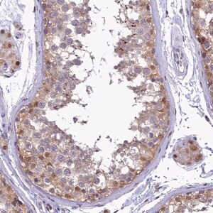Merck Anti-IZUMO2 antibody produced in rabbit