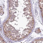 Merck Anti-IZUMO2 antibody produced in rabbit