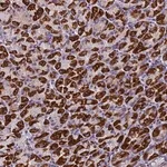 Merck Anti-ZNF563 antibody produced in rabbit