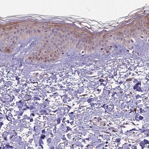 Merck Anti-MIEF2 antibody produced in rabbit