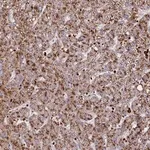 Merck Anti-SUSD3 antibody produced in rabbit