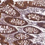 Merck Anti-HECA antibody produced in rabbit