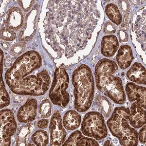 Merck Anti-SHISA5 antibody produced in rabbit