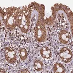 Merck Anti-EDAR antibody produced in rabbit