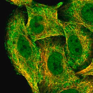 Merck Anti-ZNF646 antibody produced in rabbit