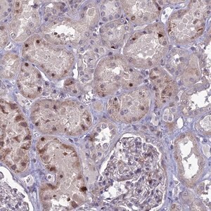 Merck Anti-TMEM263 antibody produced in rabbit