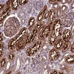 Merck Anti-ARSK antibody produced in rabbit