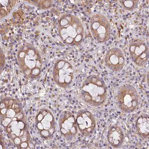 Merck Anti-PEMT antibody produced in rabbit