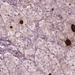 Merck Anti-MIA antibody produced in rabbit