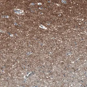 Merck Anti-SCD5 antibody produced in rabbit