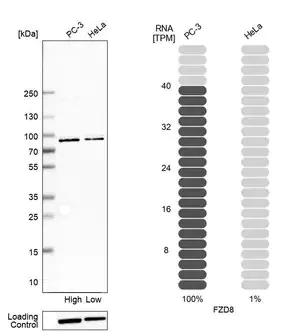 Merck Anti-FZD8 antibody produced in rabbit
