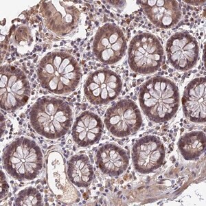 Merck Anti-FAM98C antibody produced in rabbit