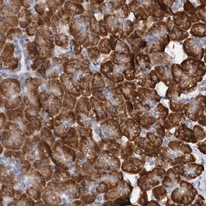 Merck Anti-DNAJC21 antibody produced in rabbit