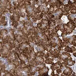 Merck Anti-DNAJC21 antibody produced in rabbit