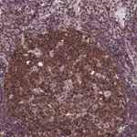 Merck Anti-SLC9A5 antibody produced in rabbit