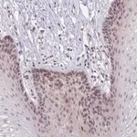 Merck Anti-CRAMP1 antibody produced in rabbit