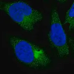 Merck Anti-PPP4R4 antibody produced in rabbit