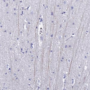 Merck Anti-PIRT antibody produced in rabbit