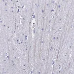 Merck Anti-PIRT antibody produced in rabbit