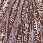 Merck Anti-CACTIN antibody produced in rabbit