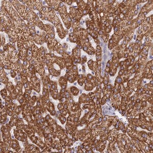 Merck Anti-TMEM30B antibody produced in rabbit