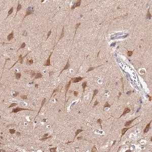 Merck Anti-BSCL2 antibody produced in rabbit