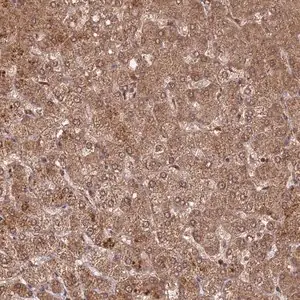 Merck Anti-C2orf91 antibody produced in rabbit