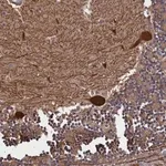 Merck Anti-PLP2 antibody produced in rabbit
