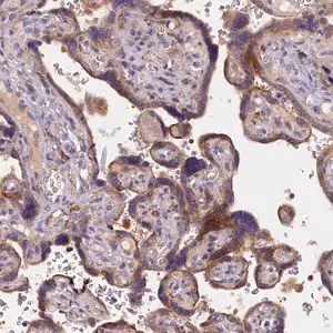 Merck Anti-NAIP antibody produced in rabbit
