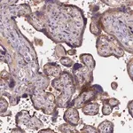 Merck Anti-NAIP antibody produced in rabbit