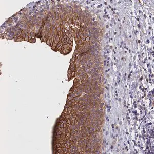 Merck Anti-COL19A1 antibody produced in rabbit