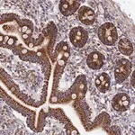Merck Anti-TTC4 antibody produced in rabbit