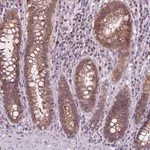 Merck Anti-TTC9B antibody produced in rabbit