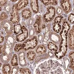 Merck Anti-TICAM1 antibody produced in rabbit