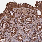 Merck Anti-ERMAP antibody produced in rabbit