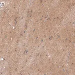 Merck Anti-ENHO antibody produced in rabbit