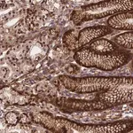 Merck Anti-RBBP8NL antibody produced in rabbit