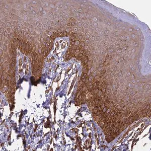 Merck Anti-CCDC148 antibody produced in rabbit