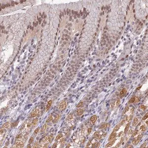 Merck Anti-C19orf70 antibody produced in rabbit