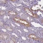 Merck Anti-ENPP6 antibody produced in rabbit