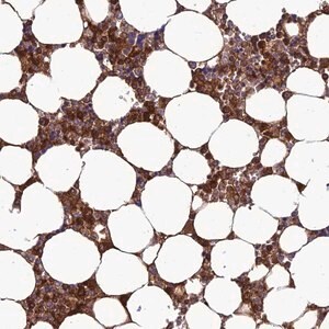 Merck Anti-CLEC11A antibody produced in rabbit