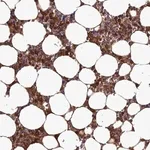 Merck Anti-CLEC11A antibody produced in rabbit