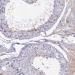 Merck Anti-ADGRA1 antibody produced in rabbit