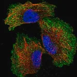 Merck Anti-ZNF706 antibody produced in rabbit