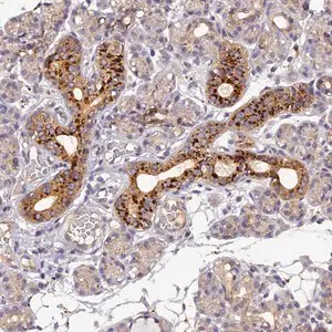 Merck Anti-FNIP2 antibody produced in rabbit