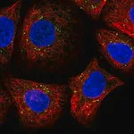 Merck Anti-SDF2 antibody produced in rabbit