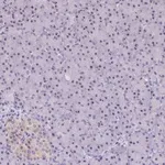 Merck Anti-CMSS1 antibody produced in rabbit