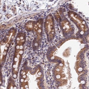 Merck Anti-EPB41L4B antibody produced in rabbit